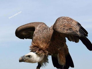 Animales increíbles.