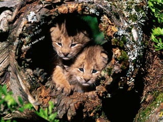 Animales increíbles.