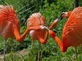 Animales increíbles.