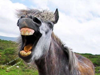 Animales increíbles.