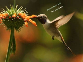 Animales increíbles.