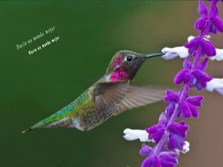 Animales increíbles.