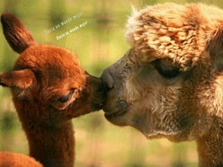 Animales increíbles.