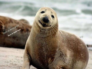 Animales increíbles.