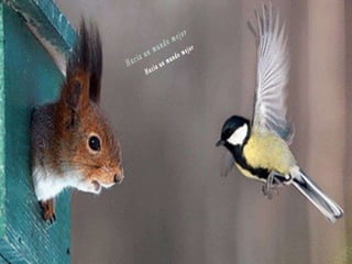 Animales increíbles.