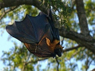 Animales increíbles.