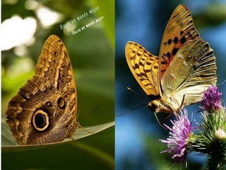 Animales increíbles.