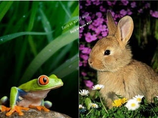 Animales increíbles.