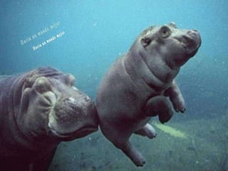 Animales increíbles.