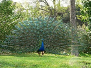 Animales increíbles.