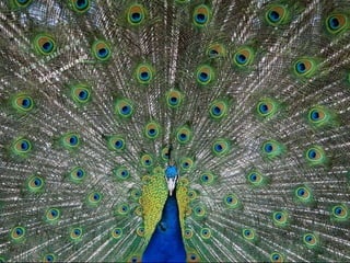 Animales increíbles.