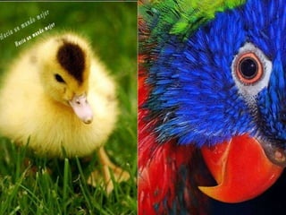 Animales increíbles.