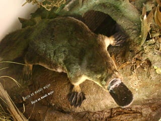 Animales increíbles.