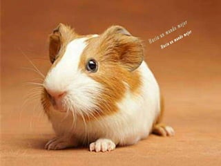 Animales increíbles.