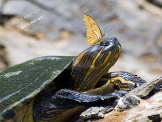 Animales increíbles.