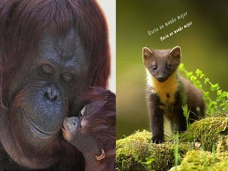 Animales increíbles.