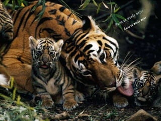 Animales increíbles.