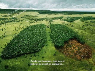 Animales increíbles.