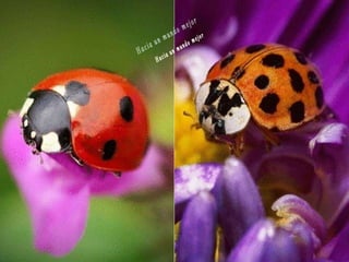 Animales increíbles.