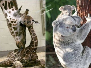 Animales increíbles.