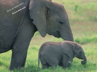 Animales increíbles.