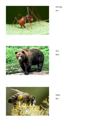 Hormiga
Ant
Oso
Bear
Abeja
Bee
 