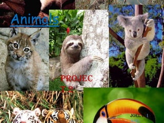 Animals

Projec
t2
Joel D i
Adil

 