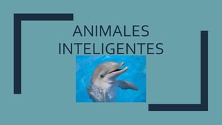 ANIMALES
INTELIGENTES
 
