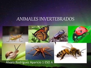 ANIMALES INVERTEBRADOS
Álvaro Rodríguez Aparicio 1 ESO A
 