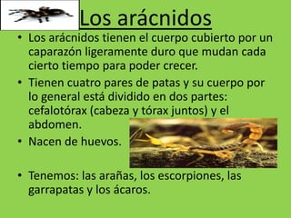 Animales invertebrados | PPTX
