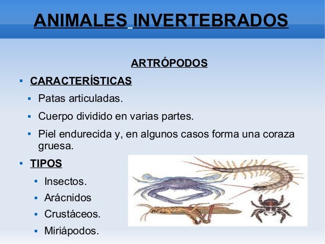 Animales invertebrados