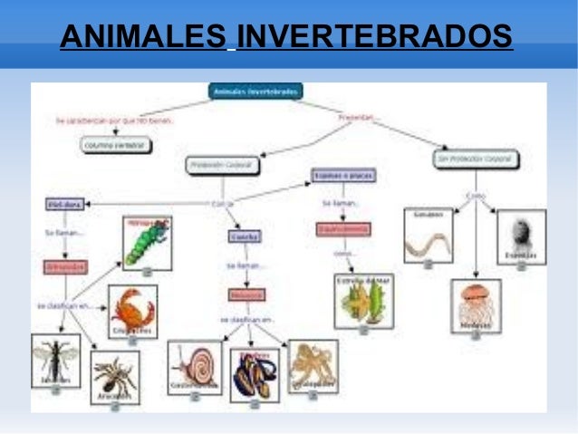 Animales invertebrados