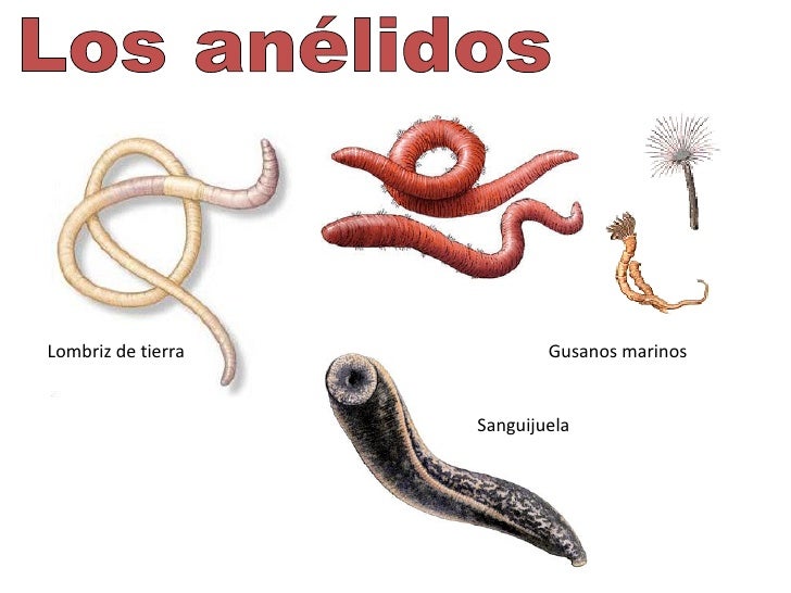 La vacuna de los niños de los parásitos