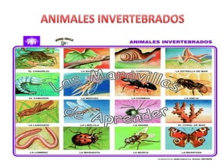 ANIMALES INVERTEBRADOS,[object Object]