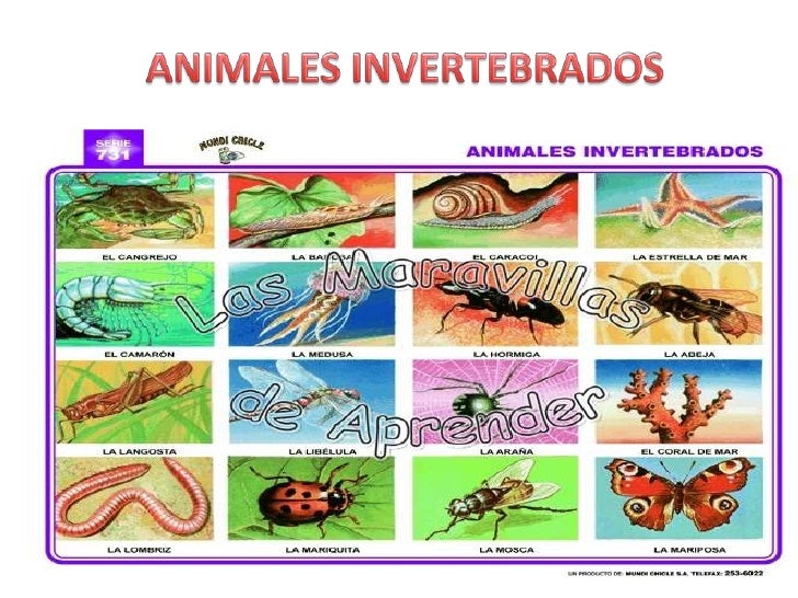 Animales invertebrados