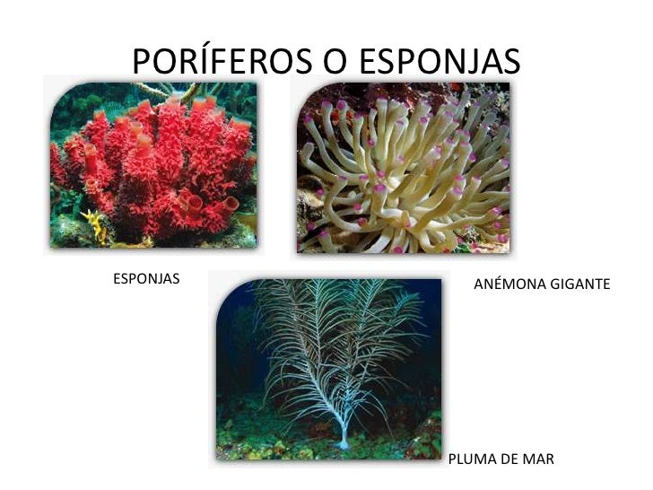 Imagenes De Animales Poriferos | animales invertebrados Imagenes De Animales Poriferos | animales invertebrados