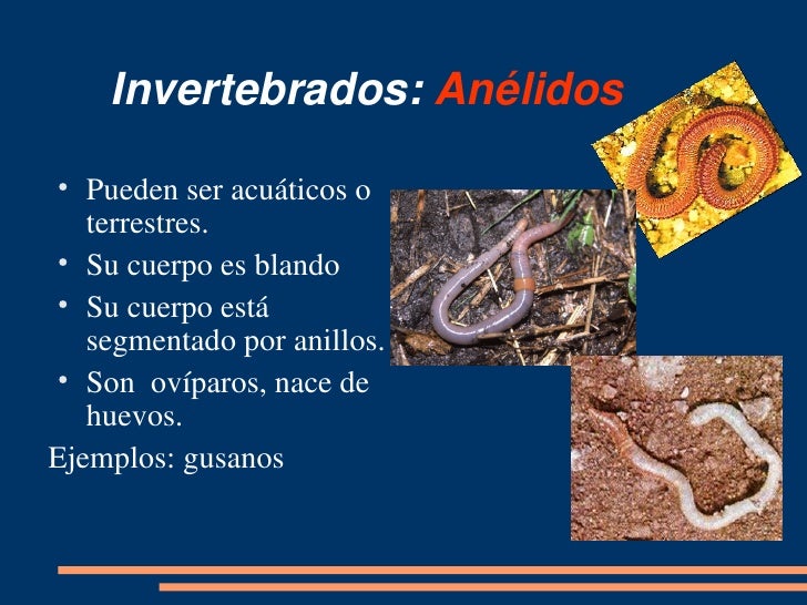 Animales Invertebrados