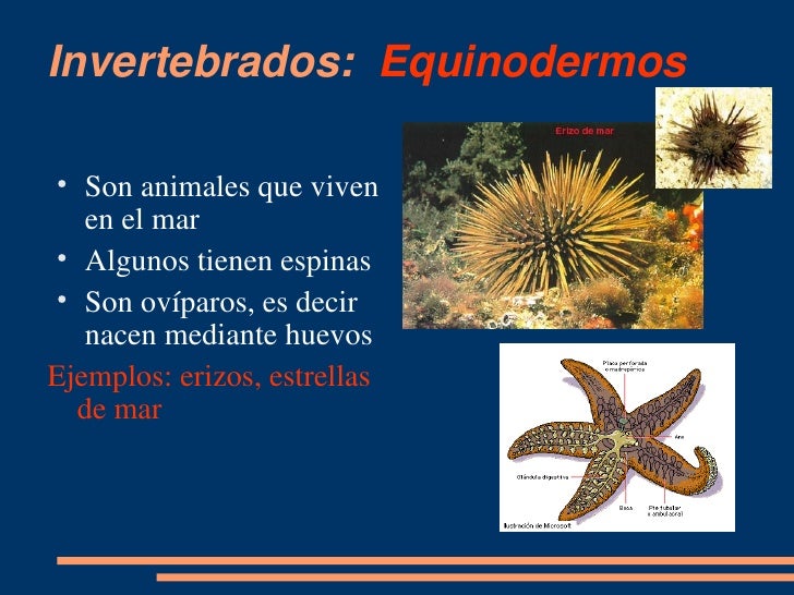 Fotos De Animales Invertebrados Equinodermos - Fairlysafedelusions
