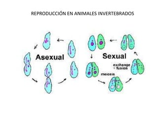 REPRODUCCIÓN EN ANIMALES INVERTEBRADOS

 