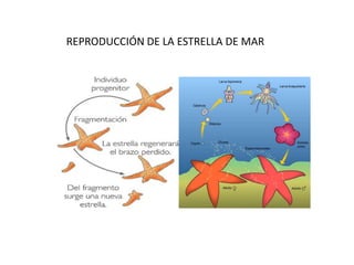 REPRODUCCIÓN DE LA ESTRELLA DE MAR

 
