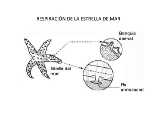 RESPIRACIÓN DE LA ESTRELLA DE MAR

 