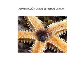 ALIMENTACIÓN DE LAS ESTRELLAS DE MAR

 