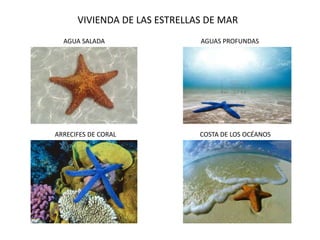 VIVIENDA DE LAS ESTRELLAS DE MAR
AGUA SALADA

ARRECIFES DE CORAL

AGUAS PROFUNDAS

COSTA DE LOS OCÉANOS

 