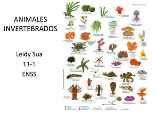 ANIMALES
INVERTEBRADOS
Leidy Sua
11-1
ENSS
 