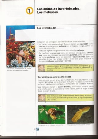 ANIMALES INVERTEBRADOS