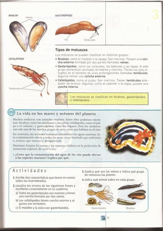 ANIMALES INVERTEBRADOS