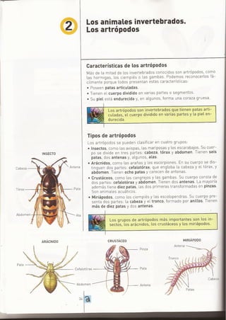 ANIMALES INVERTEBRADOS