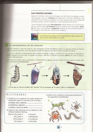 ANIMALES INVERTEBRADOS