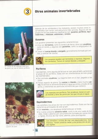 ANIMALES INVERTEBRADOS