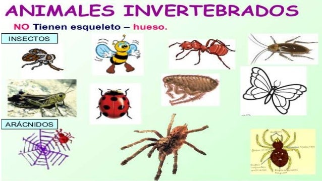 Animales invertebrados